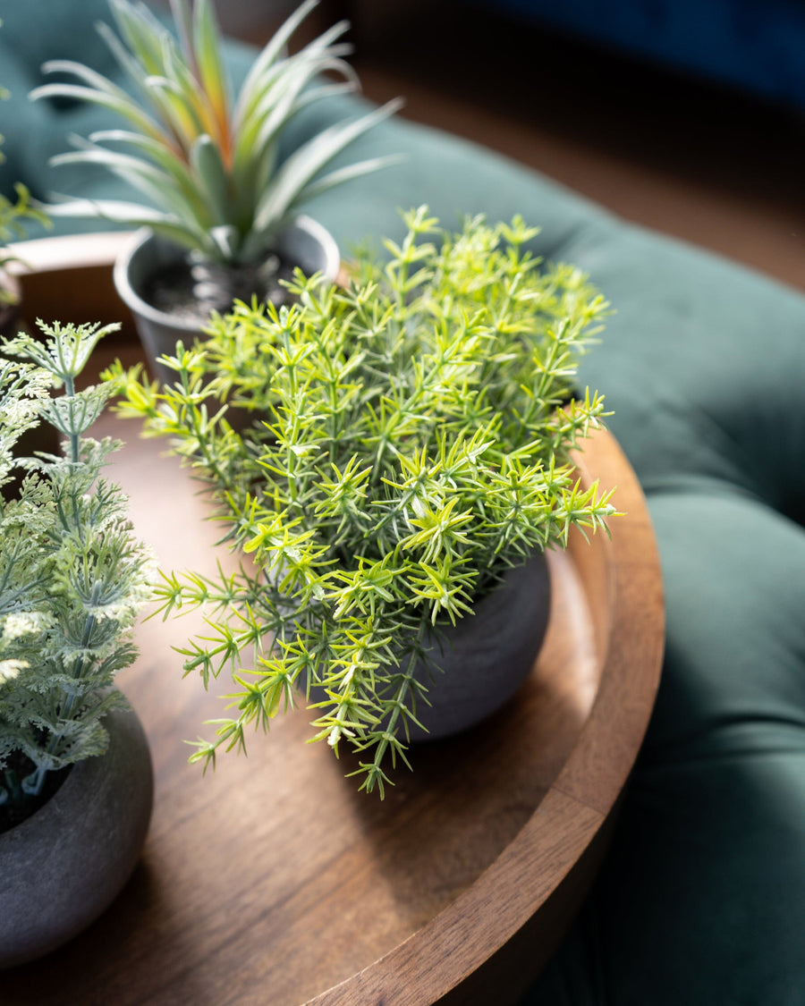 Mini Artificial Rosemary in Paper Pot