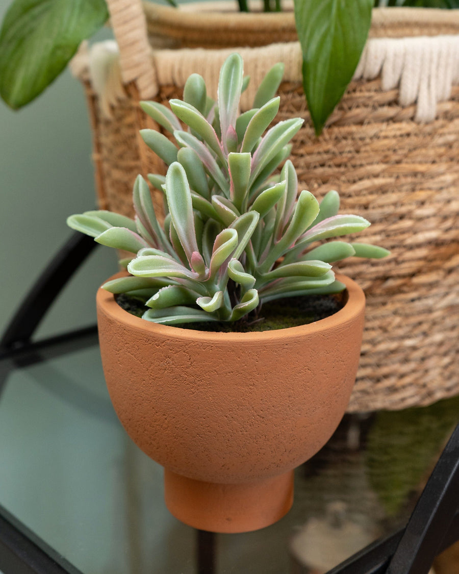 Artificial Jade Plant in Ceramic Pot