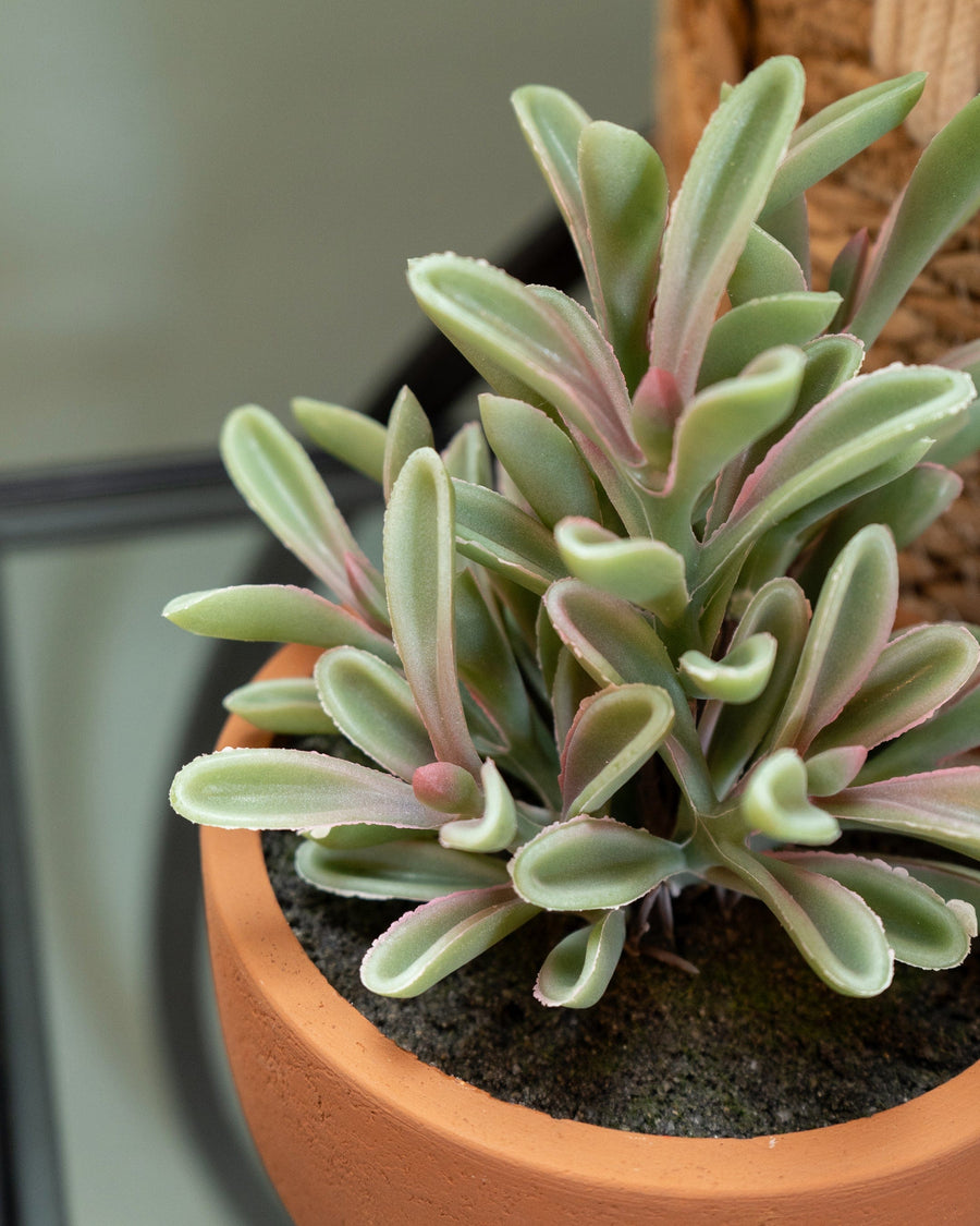 Artificial Jade Plant in Ceramic Pot