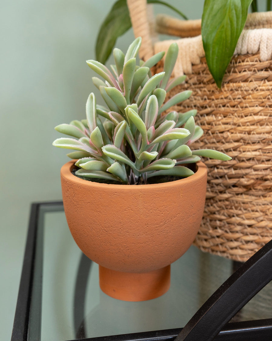 Artificial Jade Plant in Ceramic Pot