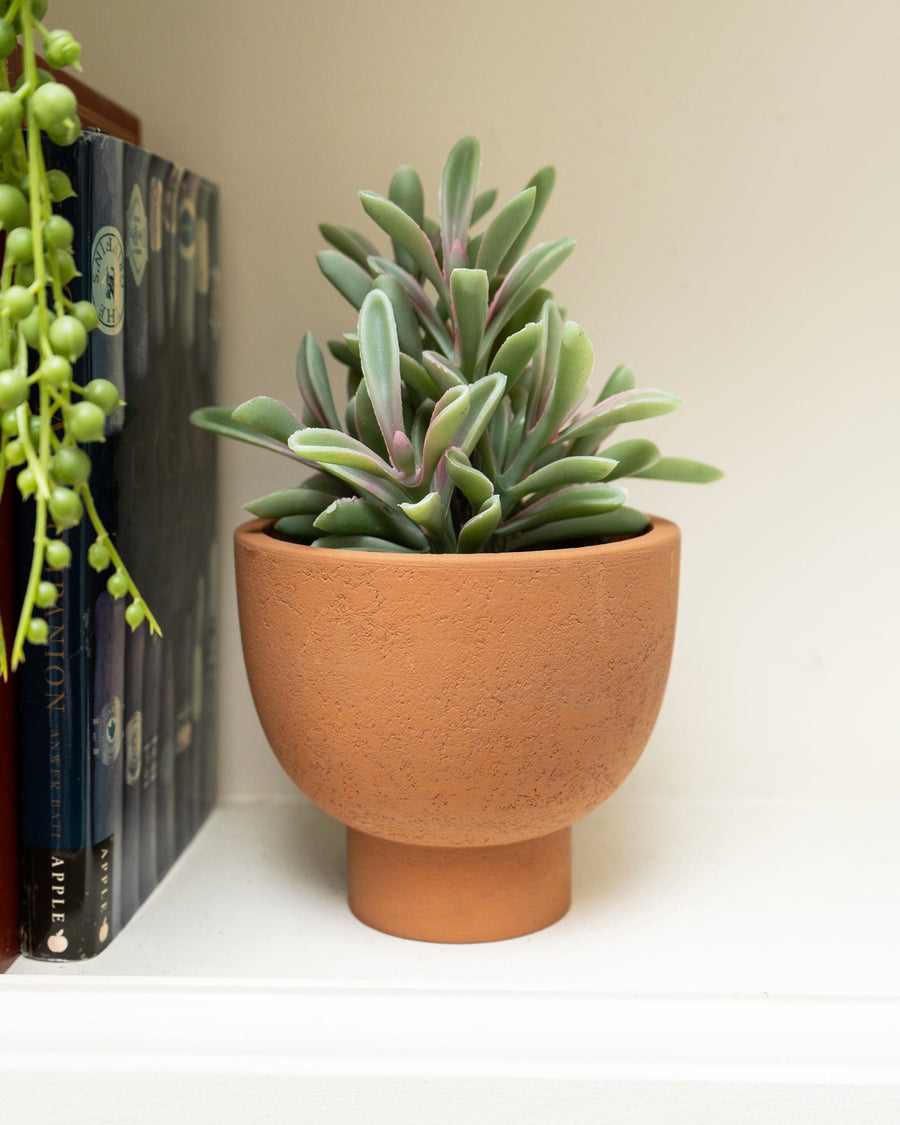 Artificial Jade Plant in Ceramic Pot