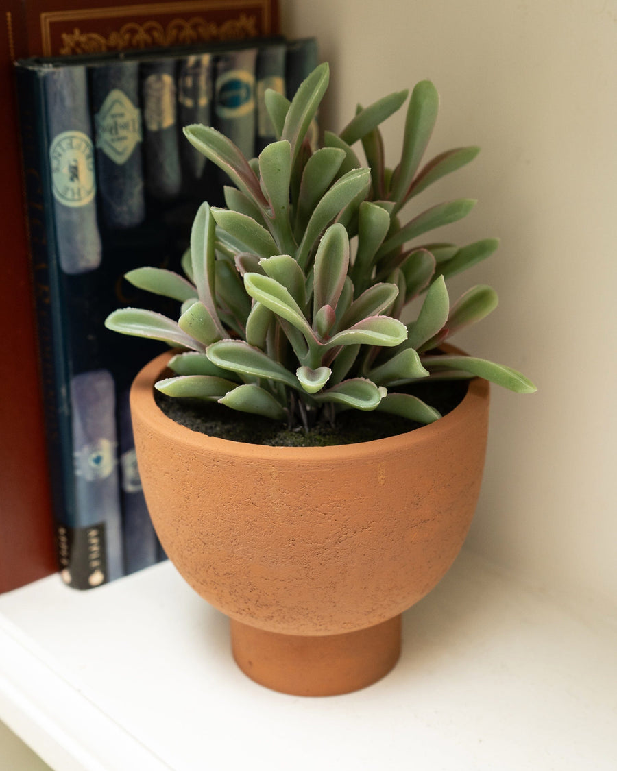 Artificial Jade Plant in Ceramic Pot