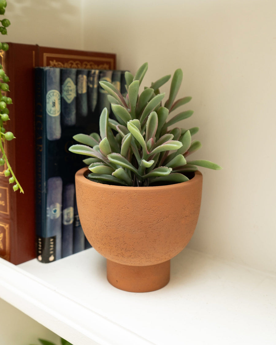 Artificial Jade Plant in Ceramic Pot