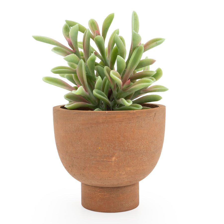 Artificial Jade Plant in Ceramic Pot