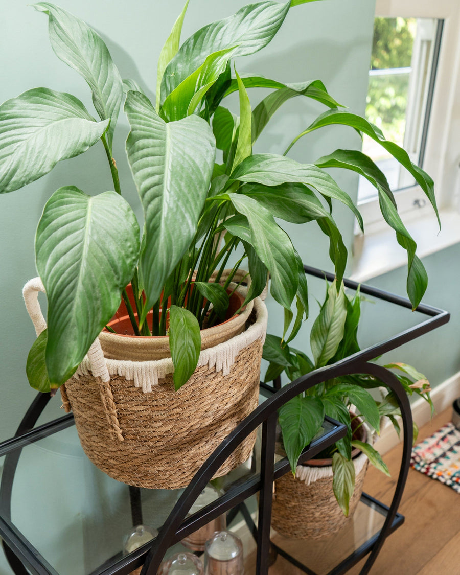 Set of 2 Straw Baskets with Handles