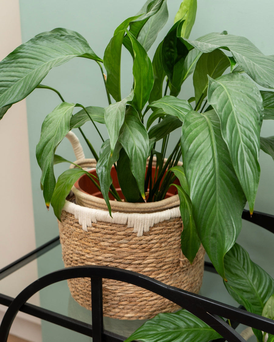 Set of 2 Straw Baskets with Handles