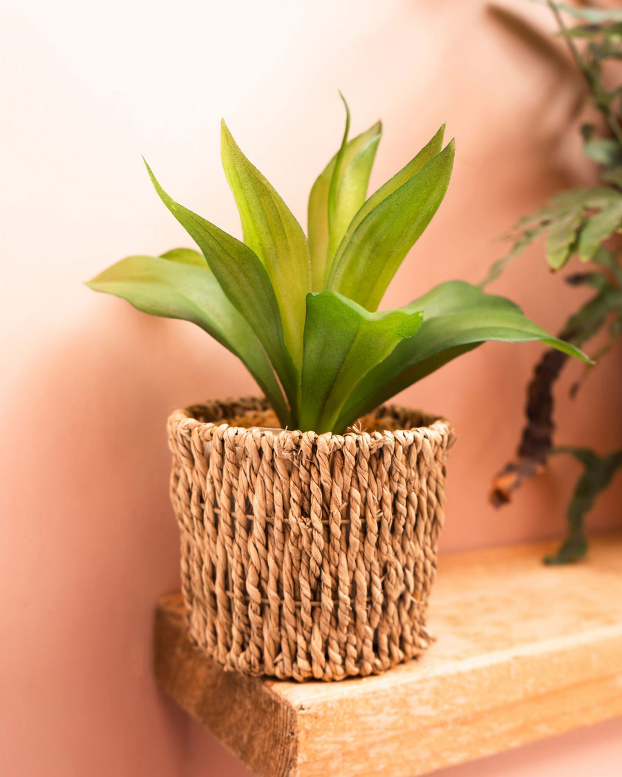 The Artificial Succulent Plant in Natural Seagrass Basket is the perfect way to add life to any setting. This perfect arrangement will make for a beautiful focal point and stand out amongst any decor.