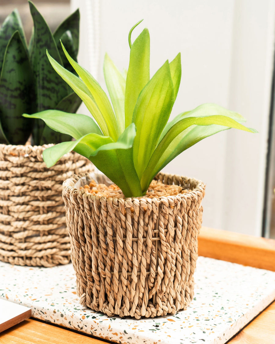 The Artificial Succulent Plant in Natural Seagrass Basket is the perfect way to add life to any setting. This perfect arrangement will make for a beautiful focal point and stand out amongst any decor.