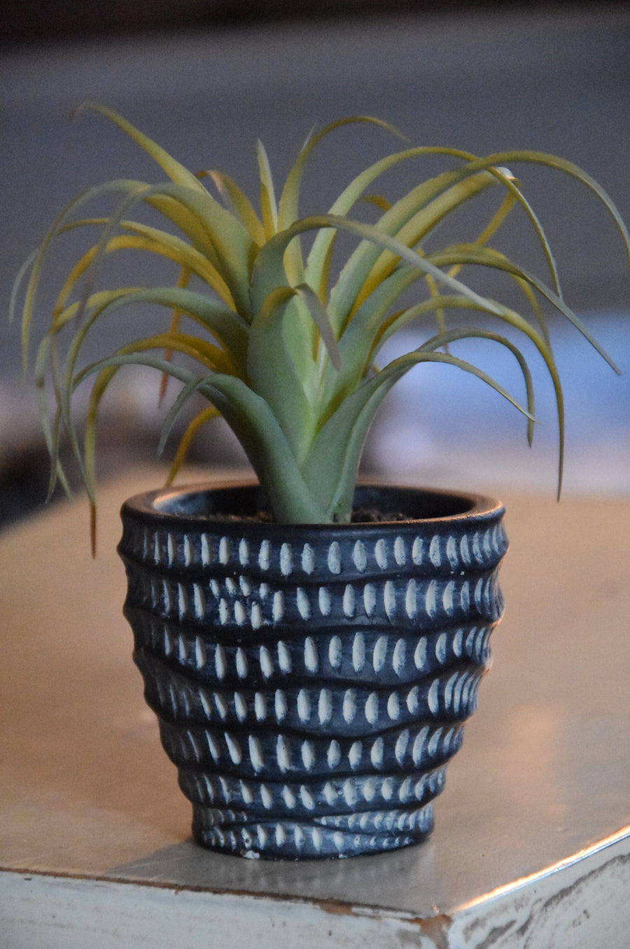 Airplant in Dimpled Pot