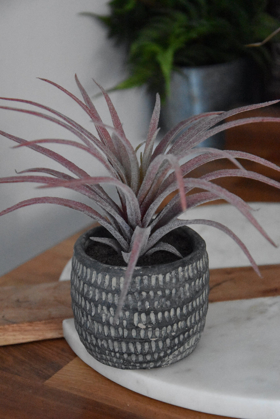 Purple Airplant in Dimpled Pot