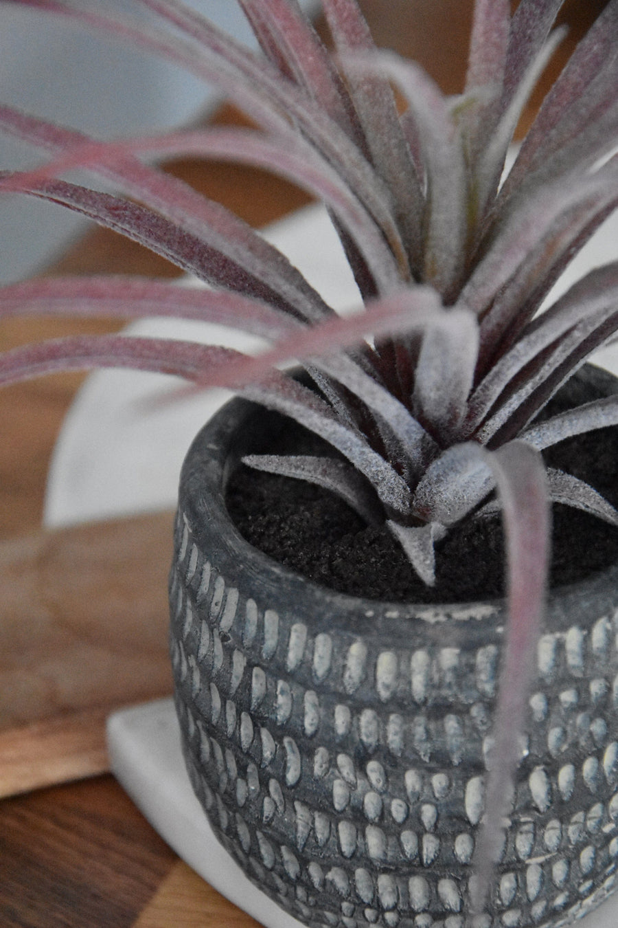 Purple Airplant in Dimpled Pot
