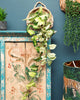 Hanging Artificial Trailing Succulent in Natural Wicker Basket