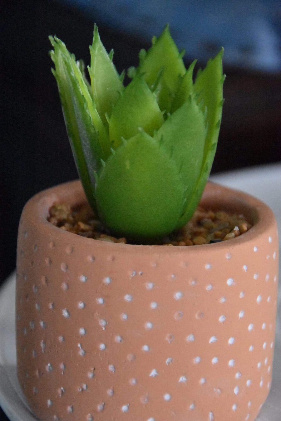Spikey Succulent in Red Spotty Cement Pot