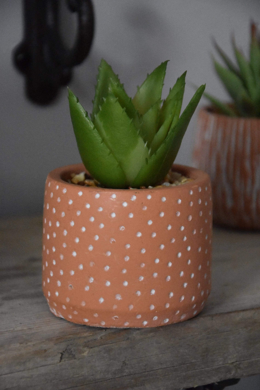 Spikey Succulent in Red Spotty Cement Pot
