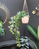 ESME Home Trailing Ivy in Hanging Terracotta Pot Dark Green